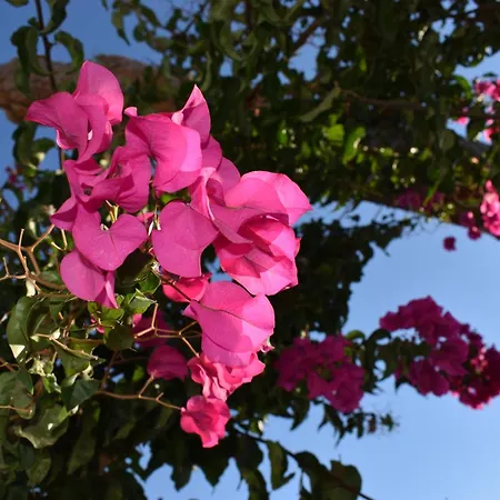 Old Mykonos Bed and Breakfast