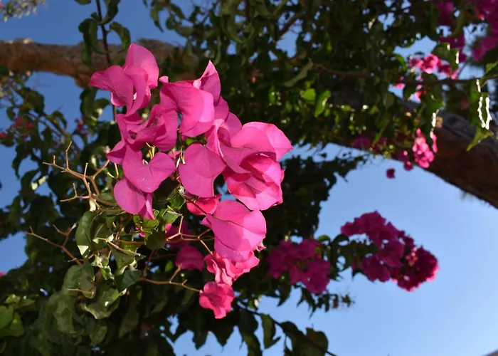 Old Mykonos Отель типа 
